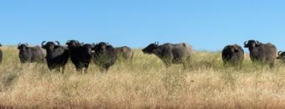These buffalo are free-ranging (no high fence) and grass fed.